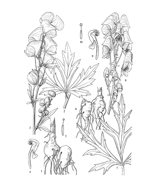 Natural compounds from  Aconitum kusnezoffii